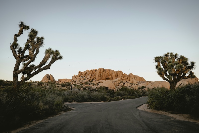 JoshuaTree